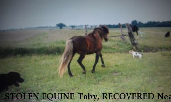 STOLEN EQUINE Toby, RECOVERED Near Leon, KS, 67074